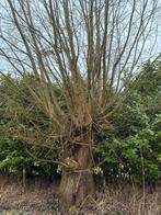 Gratis haardhout stookhout, Tuin en Terras, 3 tot 6 m³, Ophalen