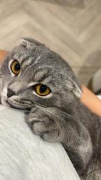 Kittens, Dieren en Toebehoren, Katten en Kittens | Overige Katten, Kater, Kortharig, 0 tot 2 jaar