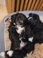 Maltipoo 2 reutjes, Reu, Meerdere, Nederland, Particulier