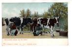 Zeeland Klederdracht dorpsleven meilkmeisjes  1903, Verzenden, Voor 1920, Ongelopen, Zeeland