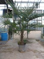 Winterharde palmbomen (T. fortunei) verschillende maten, Bloeit niet, 100 tot 250 cm, Palmboom, Ophalen