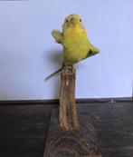 Opgezette vogel parkiet, Ophalen of Verzenden, Zo goed als nieuw, Vogel, Opgezet dier