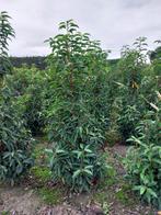 TE KOOP PORTUGESE LAURIER, Ophalen, Laurier, 100 tot 250 cm