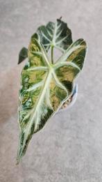 Alocasia Loco, Ophalen of Verzenden, Halfschaduw, Minder dan 100 cm