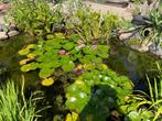 Waterlelie roze  en volgroeid., Tuin en Terras, Ophalen of Verzenden, Gebruikt