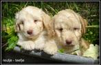Bordoodle pups. ( bordoodle x Labradoodle, Dieren en Toebehoren, Nederland, Overige rassen, 8 tot 15 weken, CDV (hondenziekte)
