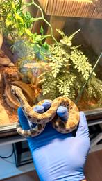 Haakneusslang (Heterodon nasicus) – Conda het Toffee (2022), Dieren en Toebehoren, Reptielen en Amfibieën, Slang, 0 tot 2 jaar