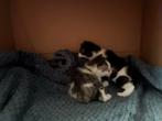 Kittens, Dieren en Toebehoren, Katten en Kittens | Overige Katten, Kater, Kortharig, 0 tot 2 jaar