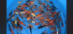 JAPANSE KOI YAMASAN-TOSAI 12-15 CM, Karper of Koi