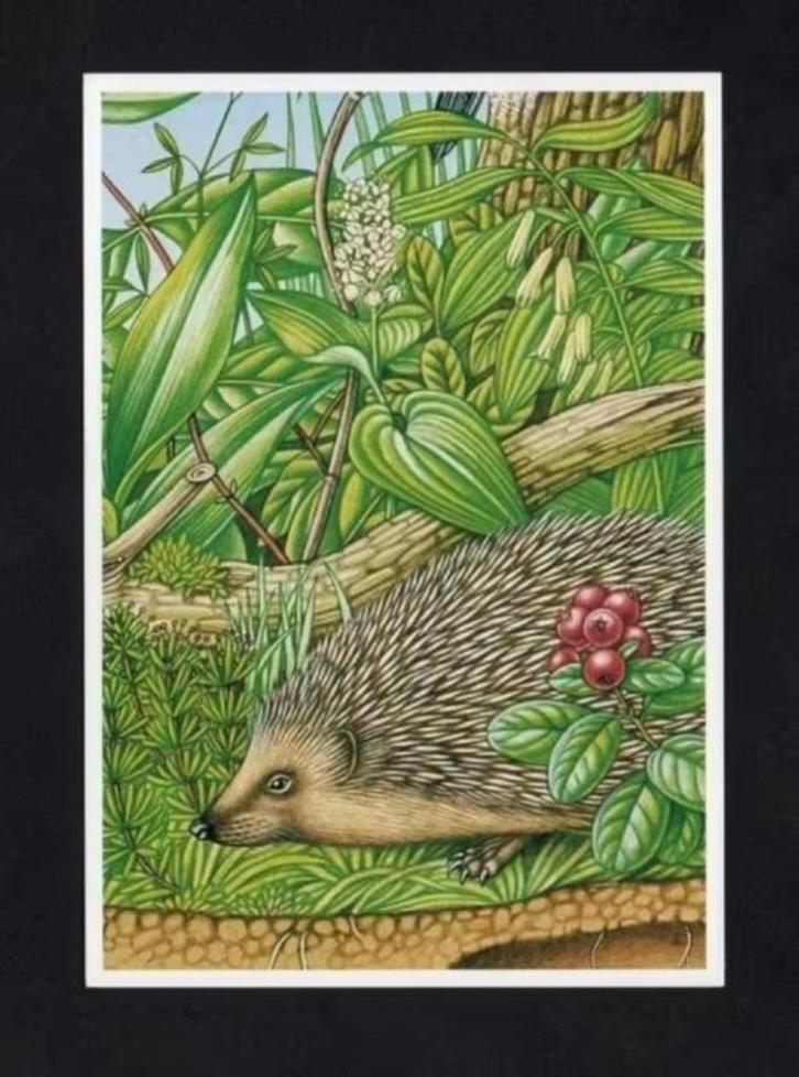 Egel Erinaceus Europaeus Natuur, Erno Tromp., Verzamelen, Ansichtkaarten | Dieren, Ongelopen, 1980 tot heden, Wild dier, Ophalen of Verzenden