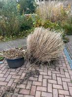 Gratis op te halen miscanthus, Tuin en Terras, Planten | Tuinplanten, Ophalen of Verzenden, Siergrassen, Volle zon