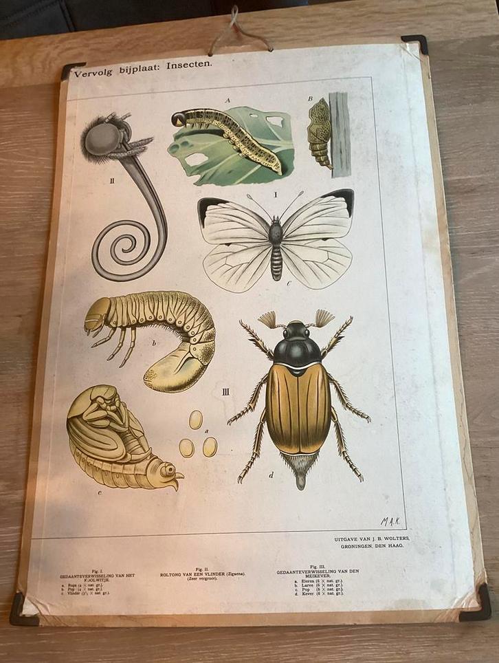 Oude schoolplaat: bijplaat: Insecten, Antiek en Kunst, Antiek | Schoolplaten, Natuur en Biologie, Ophalen of Verzenden