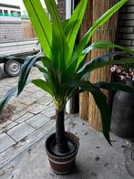 Mooie Palmboom Kunstplant in Pot, Palm, In pot, Minder dan 100 cm, Groene kamerplant