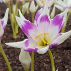 colcicum harlekijn, Tuin en Terras, Bloembollen en Zaden, Ophalen of Verzenden, Najaar, Halfschaduw, Bloembol