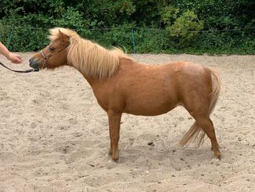 Deze lieverds zoeken een nieuw huisje  beschikbaar voor biedingen