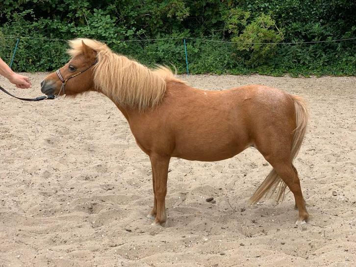 Deze lieverds zoeken een nieuw huisje, Dieren en Toebehoren, Paarden en Pony's | Dekhengsten en Fokmerries, Merrie