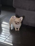 Mooi langharig mini chihuahua reutje, Dieren en Toebehoren, Rabiës (hondsdolheid), 8 tot 15 weken, Meerdere, Meerdere dieren