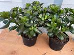 Crassula ovata /money tree pot17cm, Tuin en Terras, Ophalen of Verzenden, Overige soorten, Volle zon