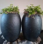 Hoge zwarte potten!, Ophalen, Zwart, Minder dan 50 cm