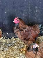 3 Mooie, Jonge Hanen, Wyandotte, Dieren en Toebehoren, Pluimvee, Mannelijk, Kip