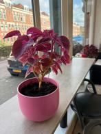 Mooie siernetel plant, Huis en Inrichting, Kamerplanten, Ophalen of Verzenden, Overige soorten, Minder dan 100 cm