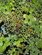 Salvinia Natans kleine vlotvaren drijfplanten, Overige typen