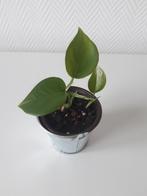 Scindapsus epipremnum aureum, Overige soorten, Minder dan 100 cm, Groene kamerplant, Halfschaduw