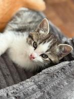 Ragdoll x Main coone, Dieren en Toebehoren, Katten en Kittens | Raskatten | Langhaar, Kater, Ontwormd, 0 tot 2 jaar