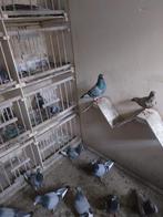 Postduiven jong en oud, Dieren en Toebehoren, Meerdere dieren, Postduif