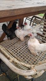 4 Serama hennetjes, Dieren en Toebehoren, Vrouwelijk, Kip