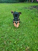 Jackrussel pup, reutje, mag weg!, Dieren en Toebehoren, Honden | Jack Russells en Terriërs, Jack Russell Terriër, Reu, 8 tot 15 weken