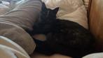 gezocht goed huis, Dieren en Toebehoren, Katten en Kittens | Overige Katten, Poes, Kortharig, 0 tot 2 jaar