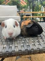 Jonge cavia’s te koop, Mei, Meerdere dieren, Cavia