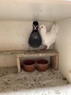 Jonge post duiven, Meerdere dieren, Postduif