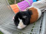 Cavia beer US Teddy, Dieren en Toebehoren, Cavia, Februari, Mannelijk, Tam