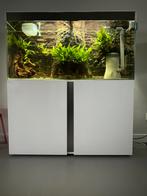 Gereserveerd: Ciano Aquarium compleet 120Bx 37Dx 135H, Dieren en Toebehoren, Ophalen, Gebruikt, Gevuld zoetwateraquarium