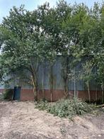 Diverse bomen met mooie stammen, Ophalen, Overige houtsoorten