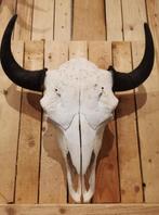 BISON Schedel, Ophalen of Verzenden