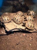 Griekse landschildpad 2025, Dieren en Toebehoren, Reptielen en Amfibieën, Schildpad, 0 tot 2 jaar