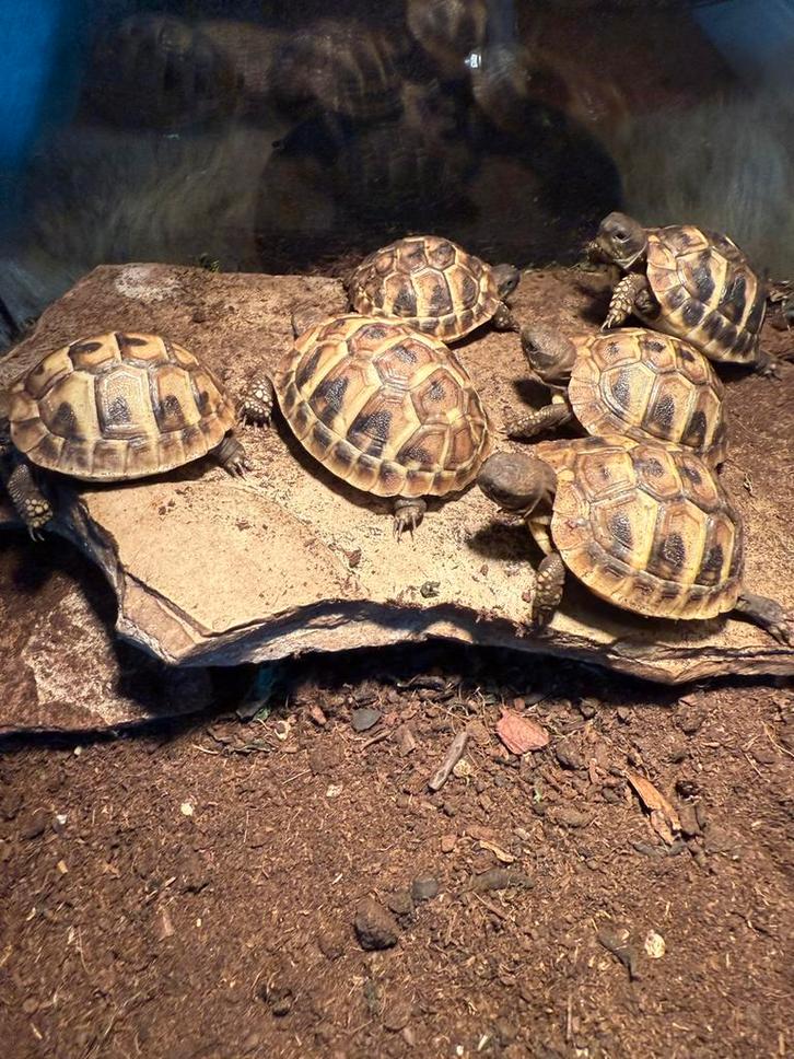 Griekse landschildpad 2025, Dieren en Toebehoren, Reptielen en Amfibieën, Schildpad, 0 tot 2 jaar