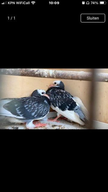 2 jonge duiven te koop beschikbaar voor biedingen