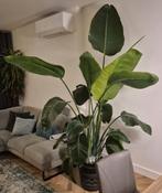 Grote strelitziaplant, Ophalen, Volle zon, 150 tot 200 cm