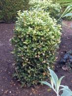 tuinplanten osmanthus struik, Tuin en Terras, Volle zon, Vaste plant, Bloeit niet, Ophalen