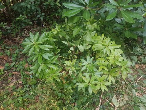 planttijd! hortentia hemelsleutel schoenlapper enz, Tuin en Terras, Planten | Tuinplanten, Vaste plant, Bodembedekkers, Halfschaduw