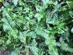 Aronskelk of drakenwortel, Arum maculatum, Overige soorten, Vaste plant, Ophalen of Verzenden, Halfschaduw