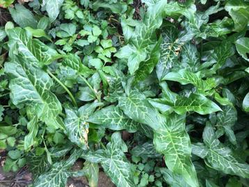 Aronskelk of drakenwortel, Arum maculatum beschikbaar voor biedingen