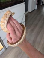 heterodon nasicus koppel, Dieren en Toebehoren, Reptielen en Amfibieën, Slang, 0 tot 2 jaar