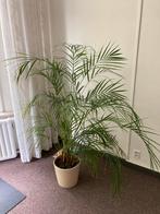 Areca Palm Kamerplant, Huis en Inrichting, Kamerplanten, Ophalen, Palm, Halfschaduw, In pot