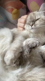 Katten oppas aangeboden, Dieren en Toebehoren, Ophalen of Verzenden