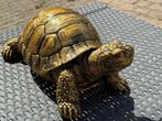 Tuinbeeld schildpad, Tuin en Terras, Ophalen, Nieuw, Kunststof, Dierenbeeld